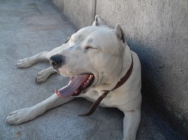 jacko